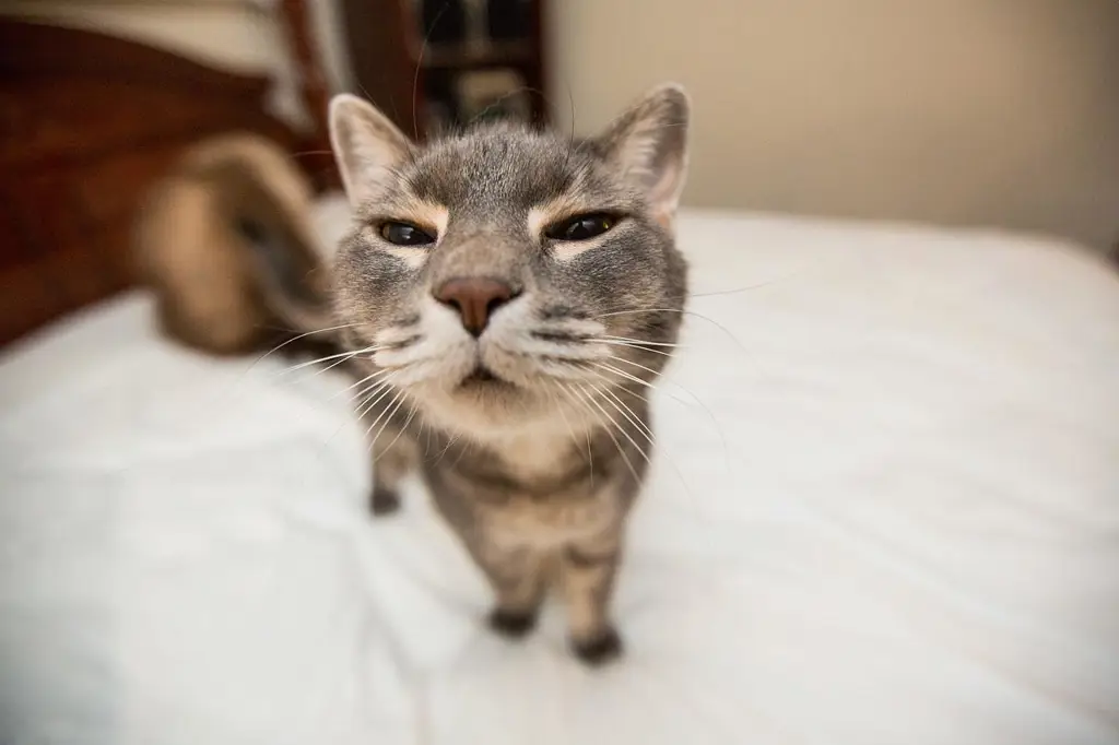 Kucing lucu yang sedang melakukan hal-hal menggemaskan