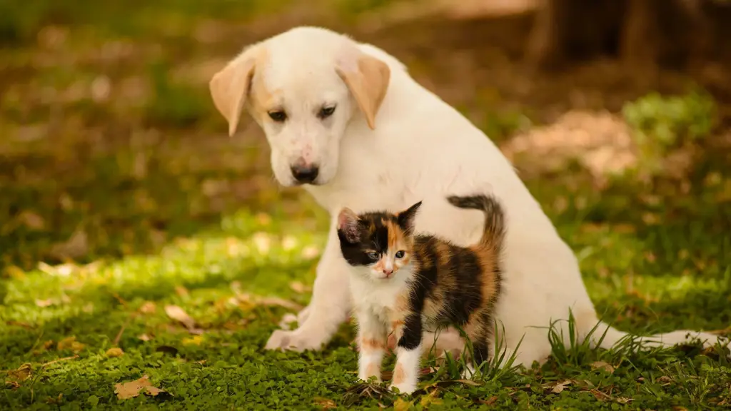 Kucing lucu sedang bermain