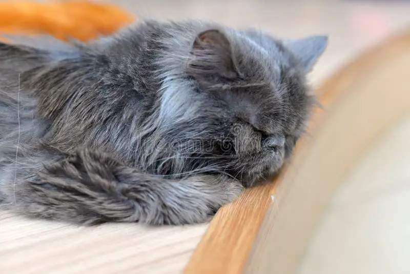 Gambar kucing Persia sedang tidur