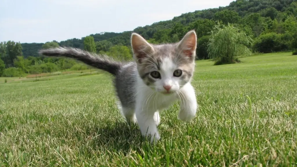 Anak kucing yang sehat dan gembira