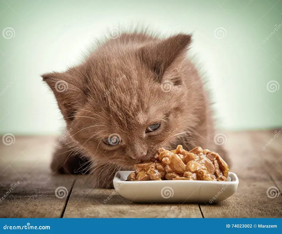 Kucing bahagia sedang makan