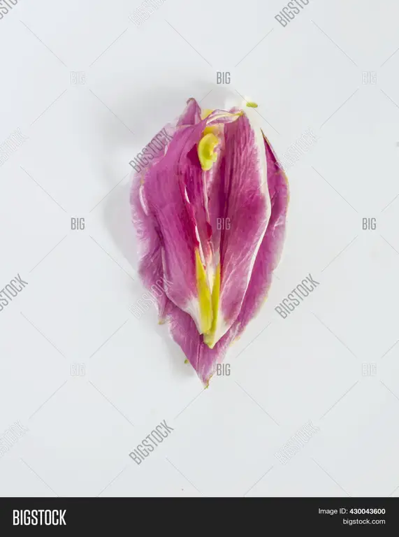 Gambar labia yang sehat dengan warna pink