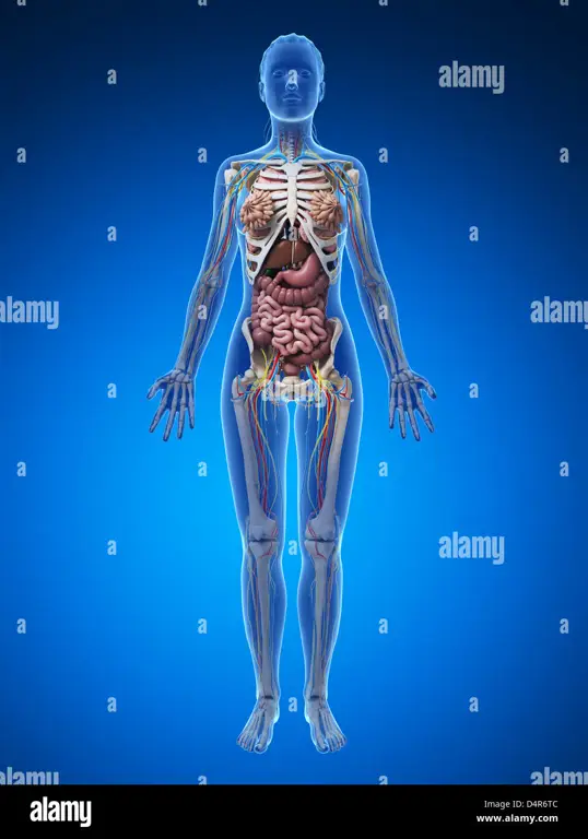 Diagram anatomi wanita yang menunjukkan letak kelenjar Bartholin