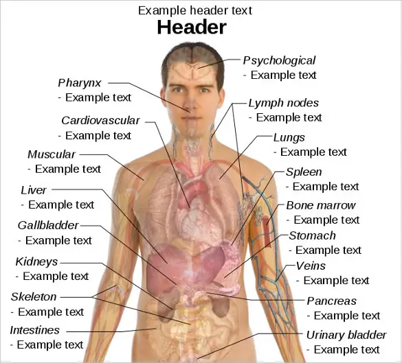 Diagram anatomi pria yang menunjukkan lokasi kelenjar prostat dan kelenjar Cowper