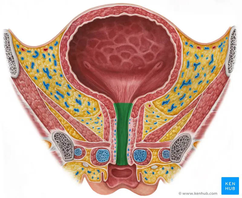 Diagram anatomi wanita yang menunjukkan kelenjar Skene