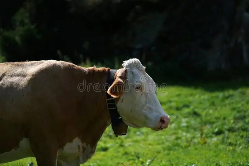 Sapi perah yang sehat dan bahagia di padang rumput