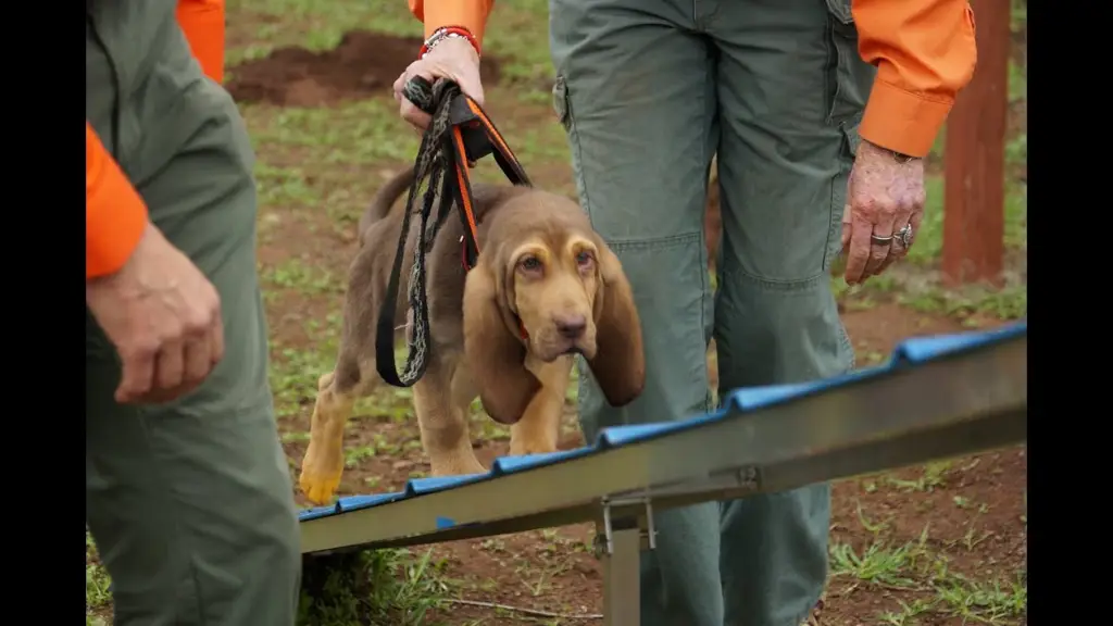 Pelatihan anjing Bloodhound