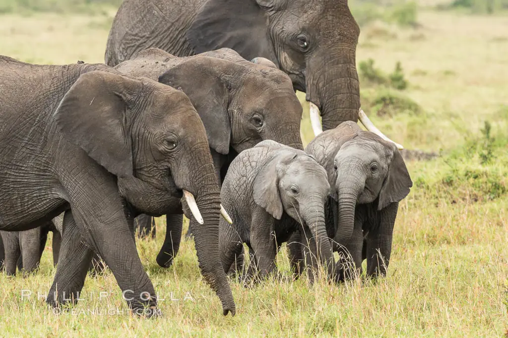 Kawanan gajah Afrika di habitat aslinya