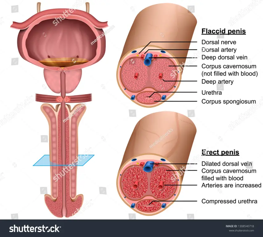 Anatomi penis yang sehat