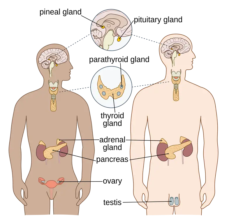 Diagram anatomi laki-laki