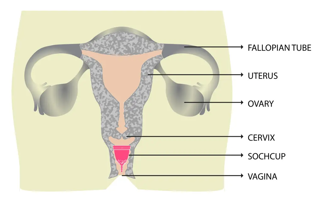 Diagram anatomi tubuh wanita