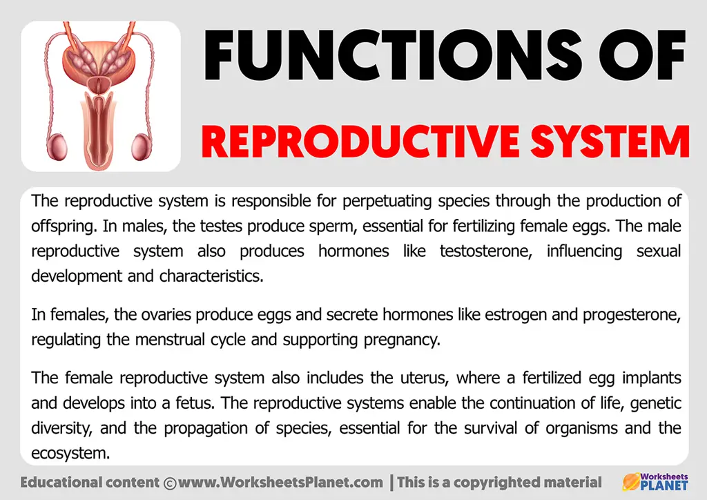 Diagram sistem reproduksi wanita