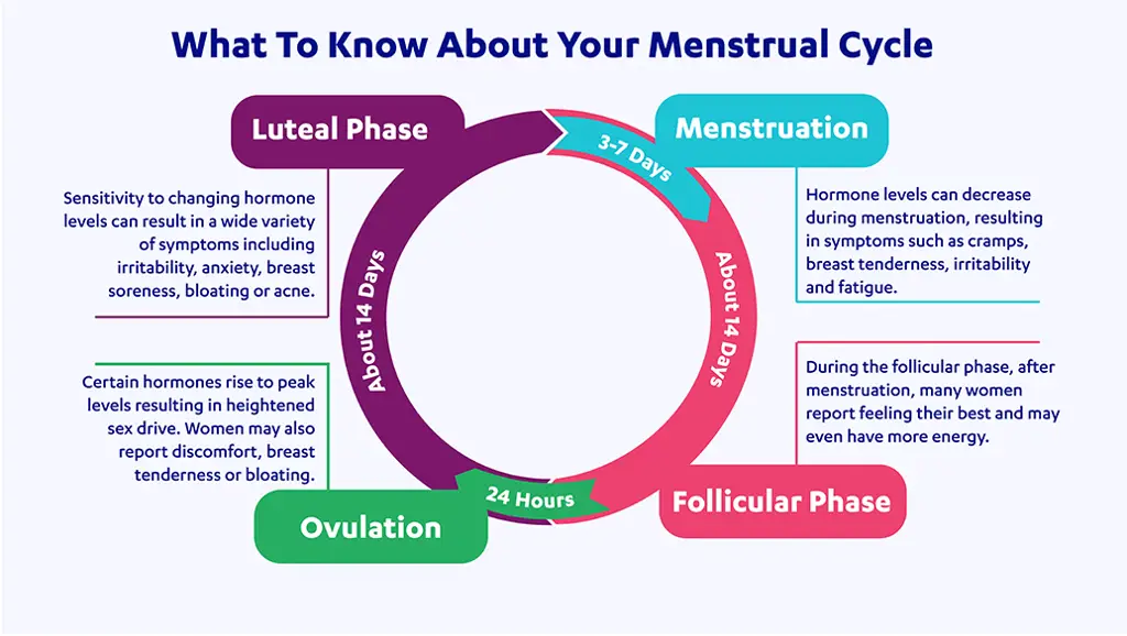 Infografis siklus menstruasi wanita