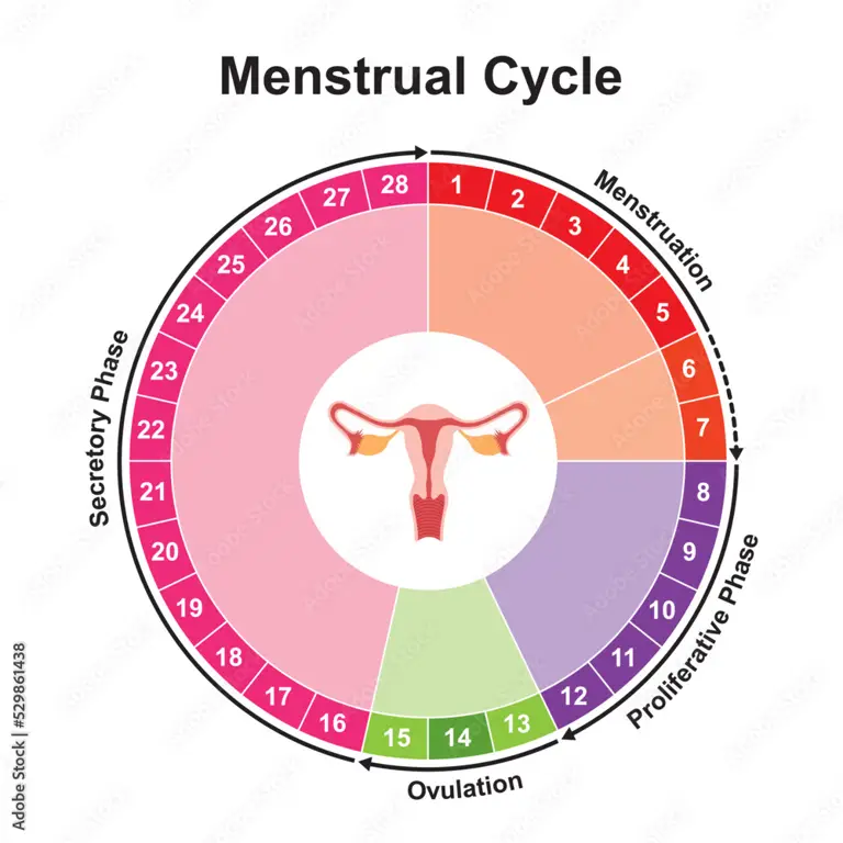 Infografis siklus menstruasi