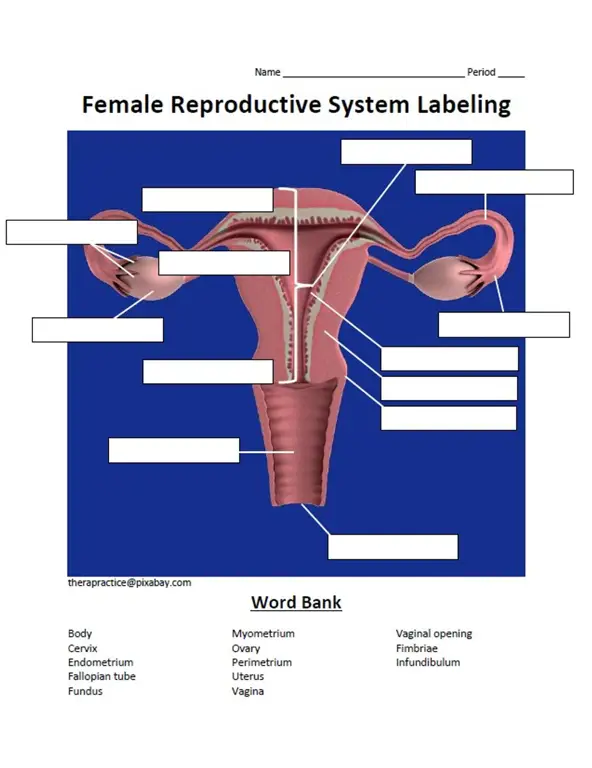 Diagram sistem reproduksi wanita