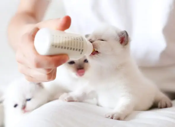 Cara memberi makan bayi kucing dengan botol susu