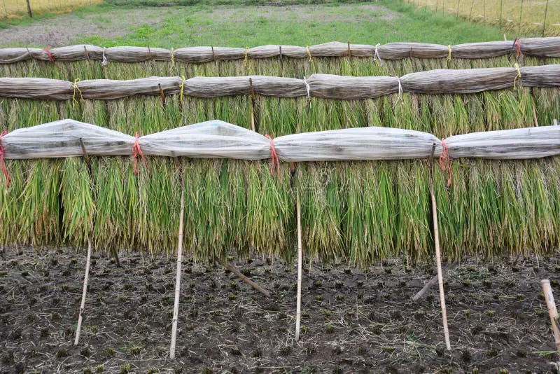 Teknik pertanian tradisional Jepang