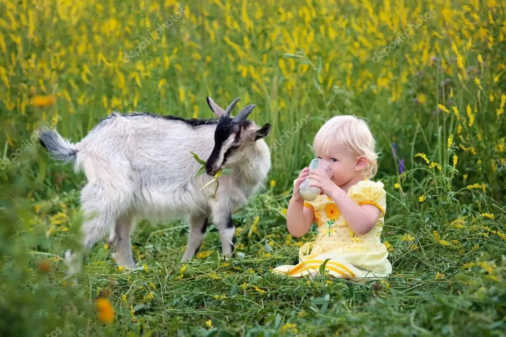 Seorang wanita meminum susu kambing etawa