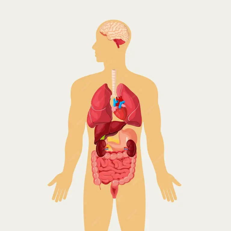 Ilustrasi organ tubuh yang sehat