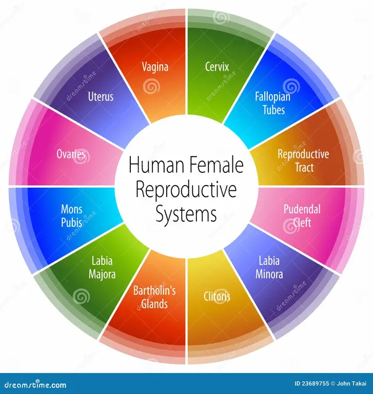 Ilustrasi sistem reproduksi yang sehat