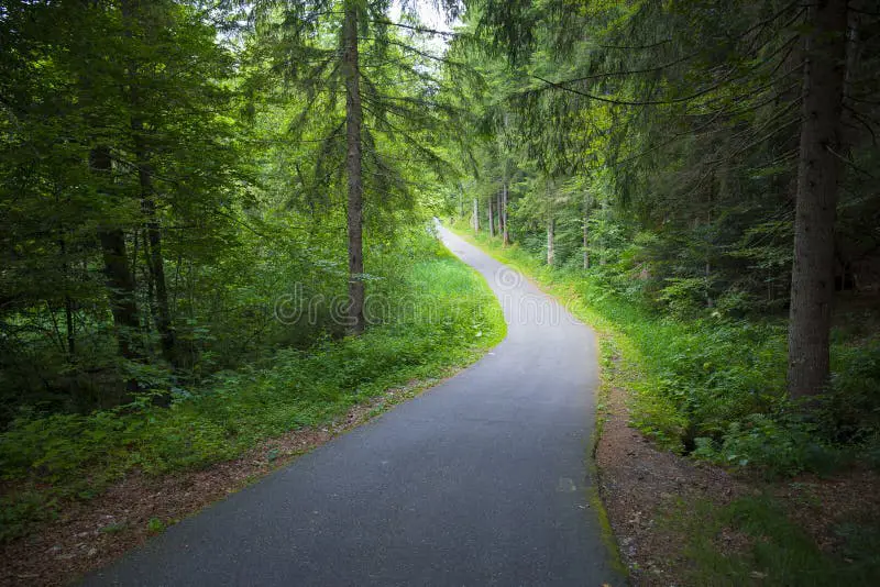 Jalan berkelok di hutan