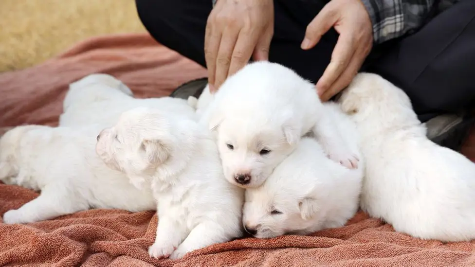 latihan anjing di korea