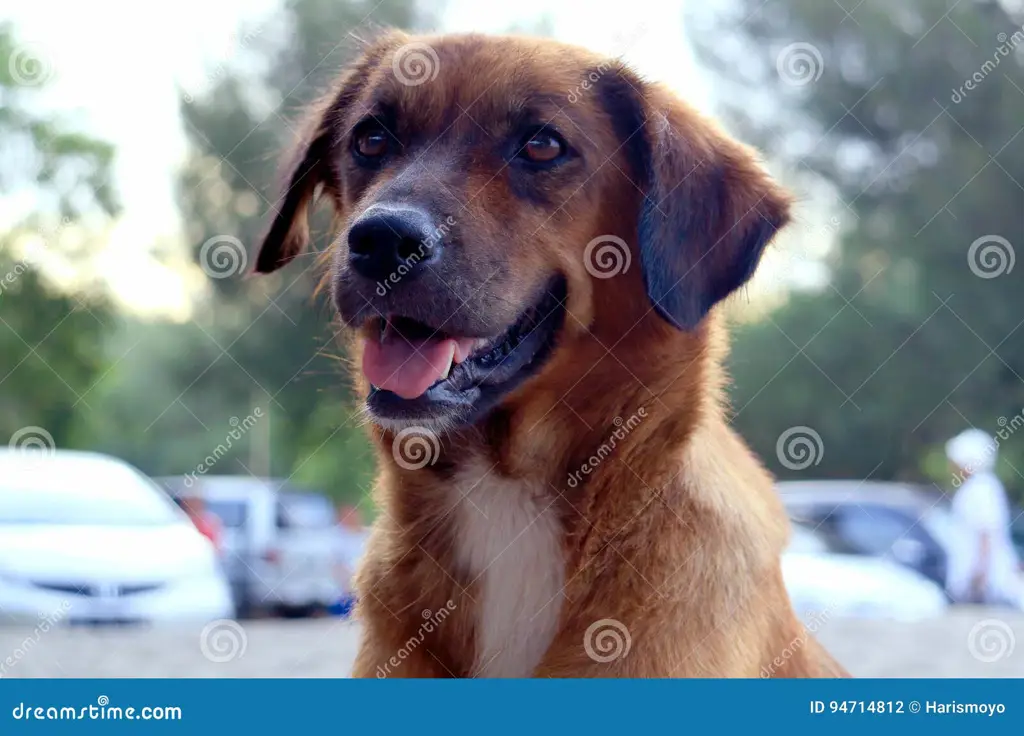 Anjing kampung bermain dengan gembira