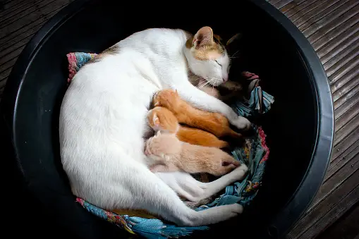 Induk kucing menyusui anak-anaknya dengan tenang