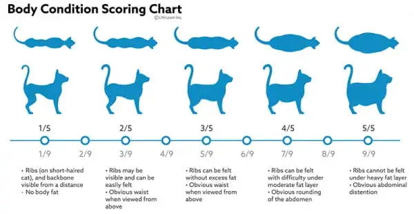 Grafik pertumbuhan anak kucing yang sehat