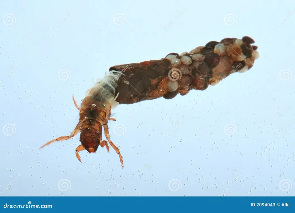 Gambar close-up larva lalat