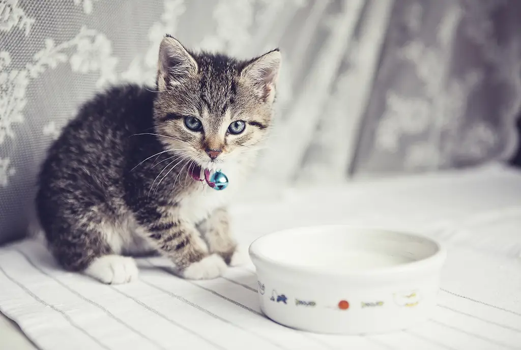 Anak kucing sedang minum susu formula