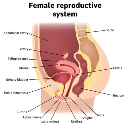 Ilustrasi organ intim wanita yang sehat