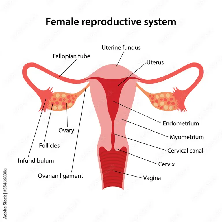 Ilustrasi organ reproduksi wanita yang sehat