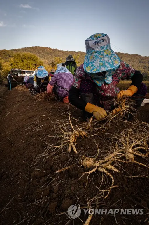 Proses panen ginseng di Korea