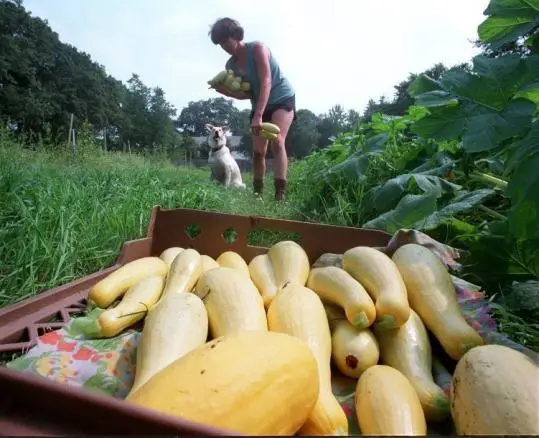 Petani sedang memanen hasil panen organik di perkebunan Indo Greenlife Harvest