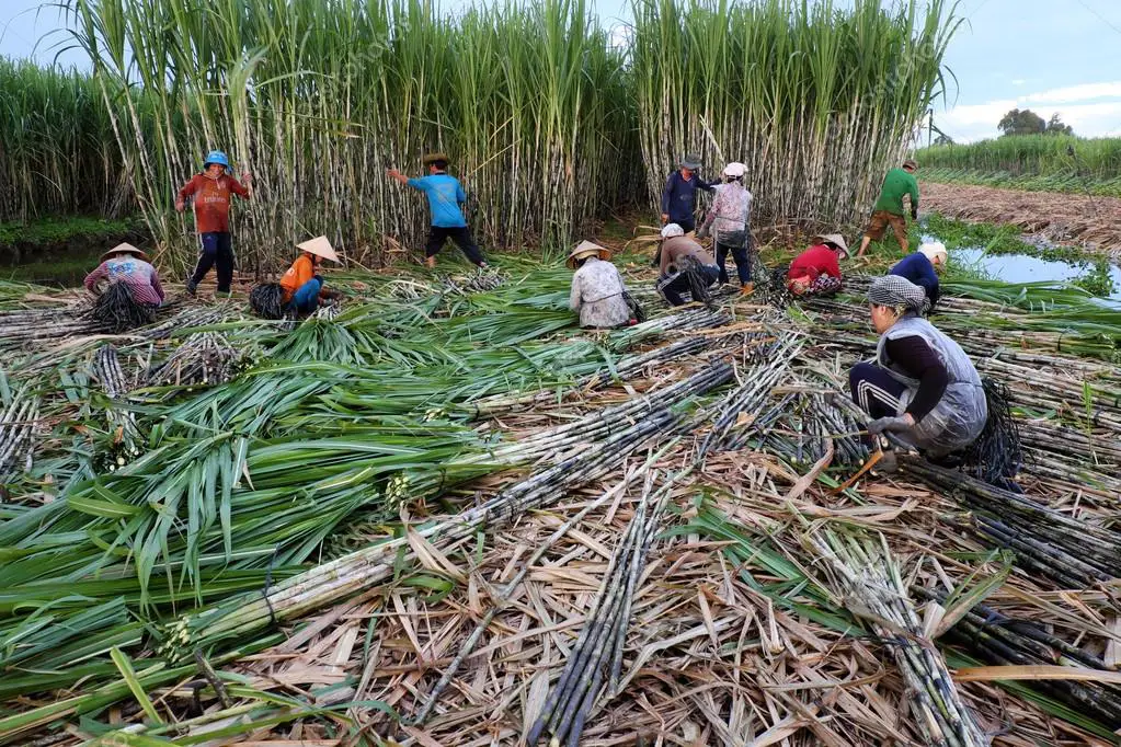 Proses panen tebu di Indonesia