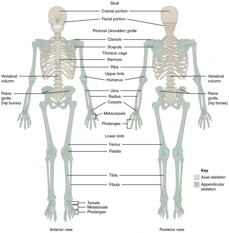 Diagram anatomi sistem reproduksi pria