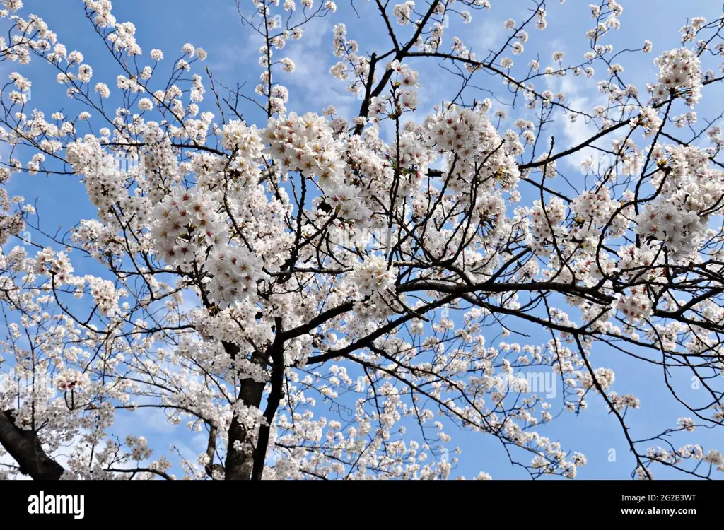 Langit sakura Jepang yang indah