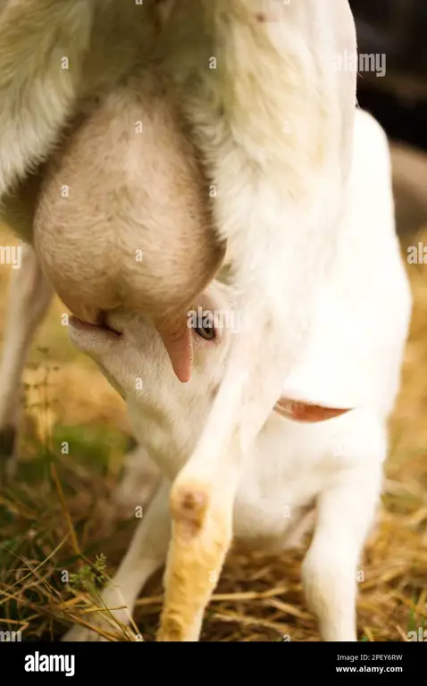 Anak kambing sedang minum susu