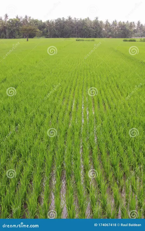 Gambar petani Indonesia sedang memanen padi di sawah.