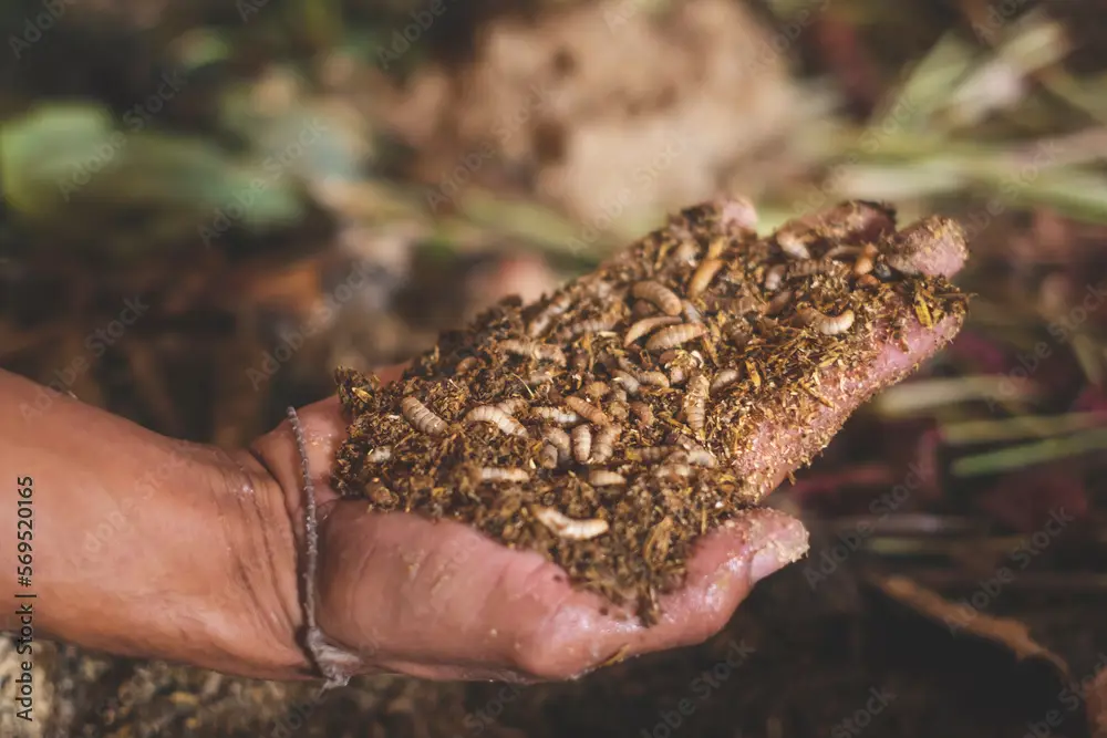 Gambar larva lalat dalam proses dekomposisi