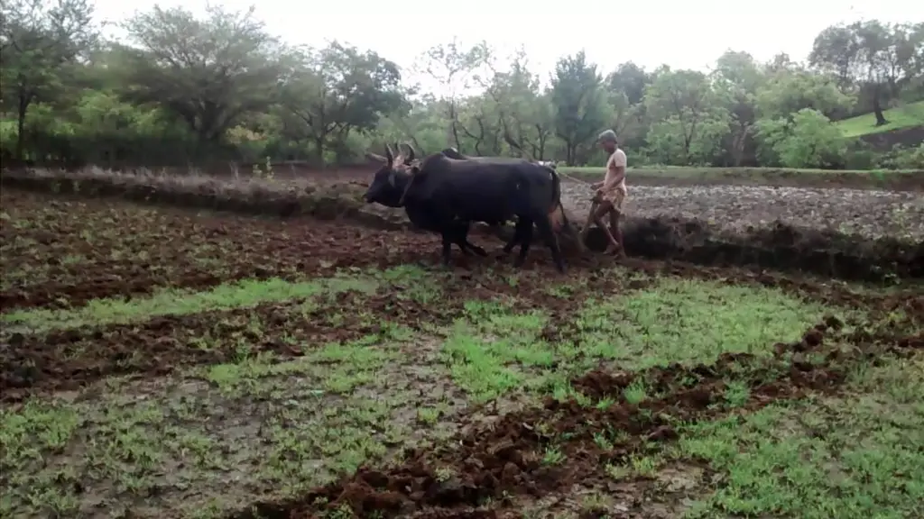 Gambar persiapan lahan sawah untuk pidio semi