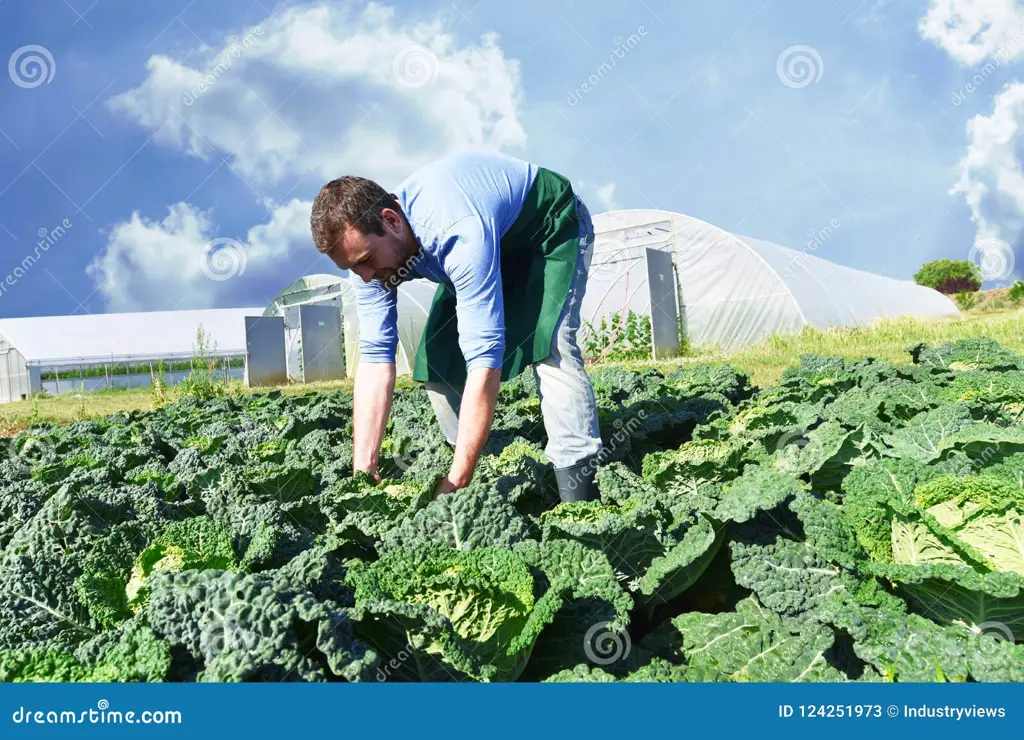 Para petani sedang memanen sayuran dengan penuh semangat