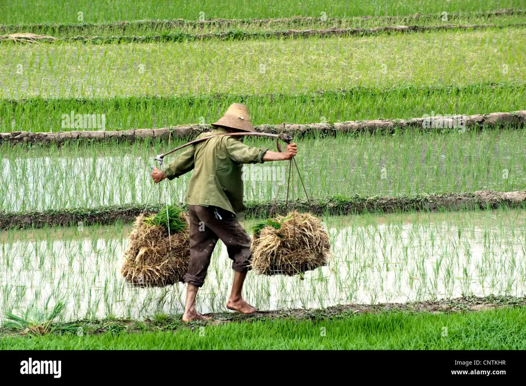 Gambar petani sedang bekerja di sawah