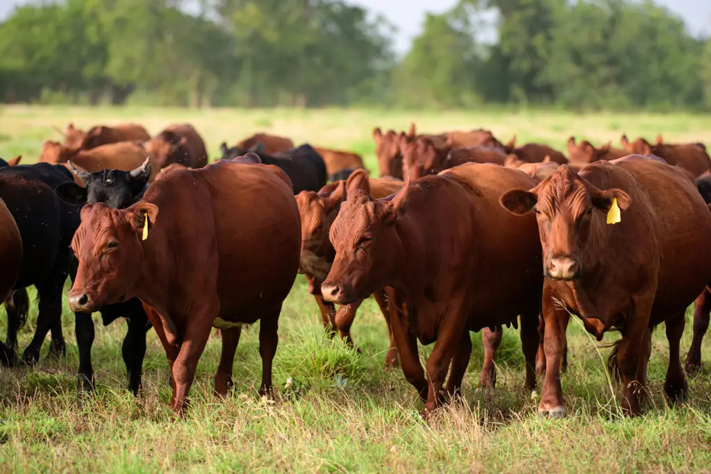 Sapi-sapi di padang rumput yang hijau dan subur