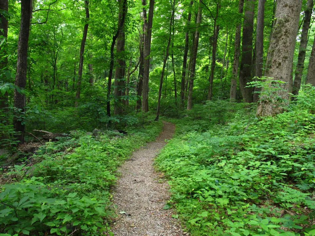 Jalur pendakian di hutan Meguri Meyd