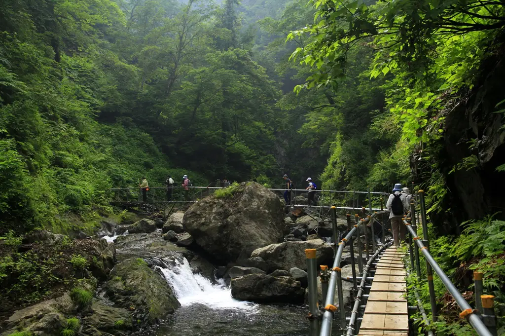 Jalur pendakian di Shirakami Sakka yang dikelilingi hutan beech