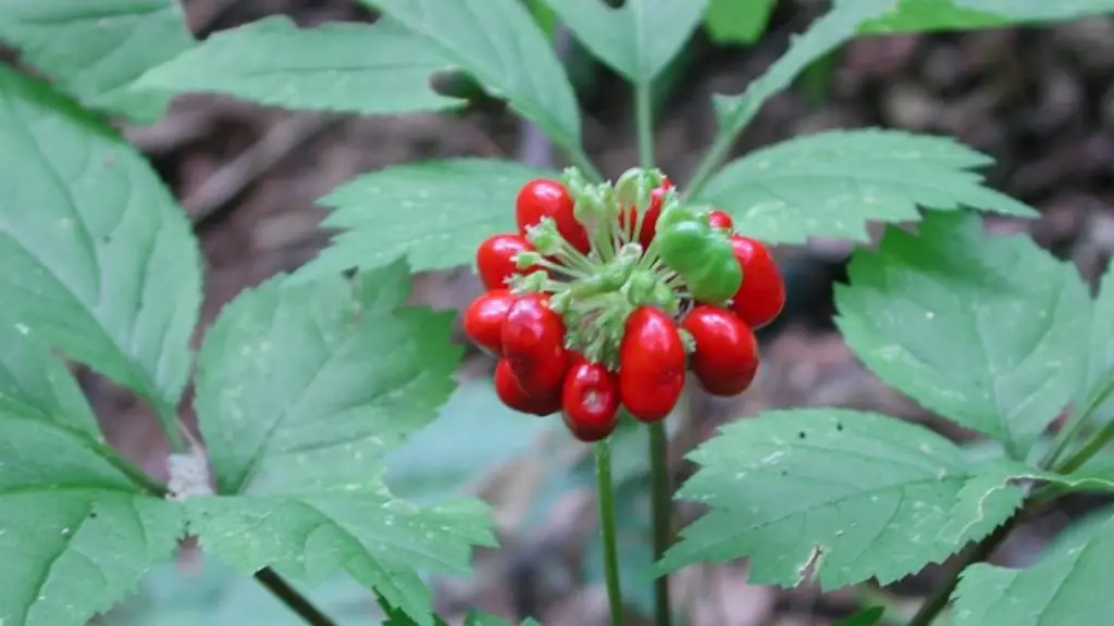 Pohon ginseng Korea tumbuh di habitat aslinya