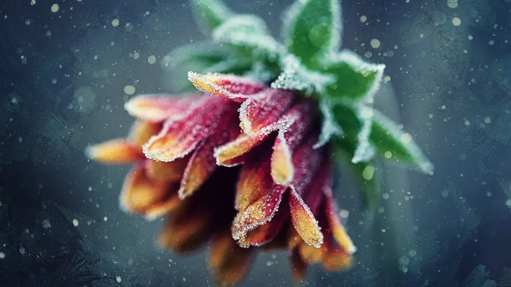 Poster film A Frozen Flower