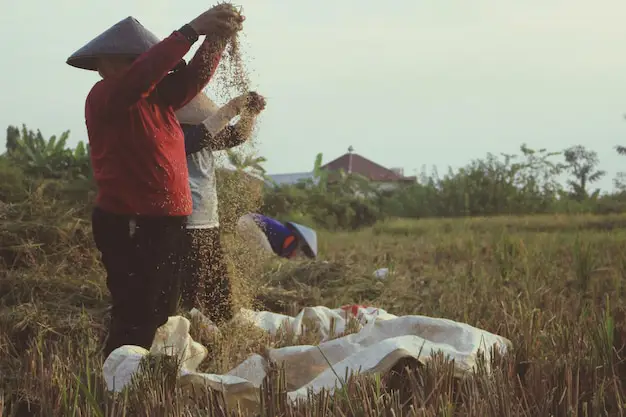 Petani sedang memanen padi